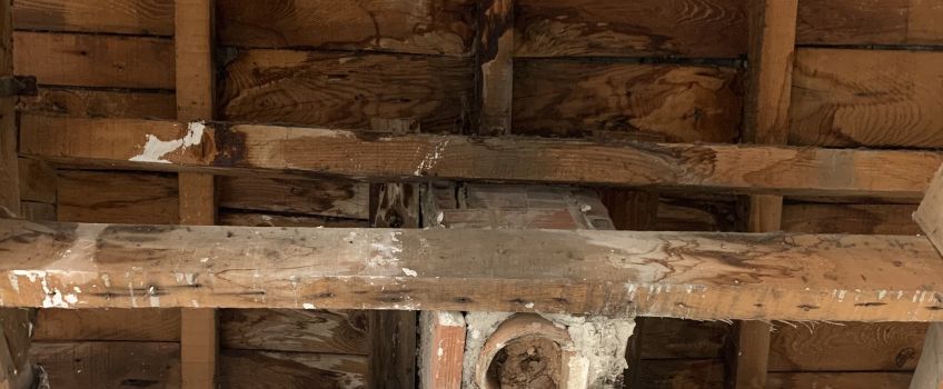 Diagnosis de la madera en Carlet