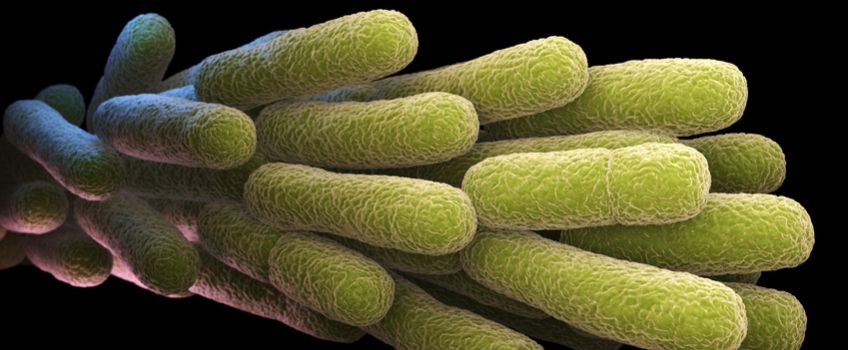 Eliminar Legionella en Carlet, Alginet, Algemesí y Enguera 